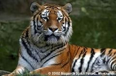 Immagine profilo di tigerkisss